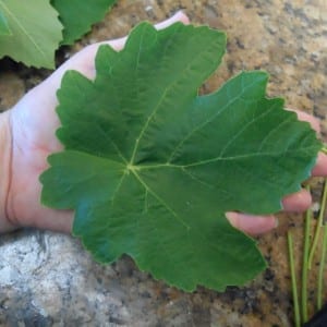 Fresh Grape Leaf