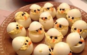 chick eggs