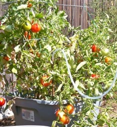 Tomatoes