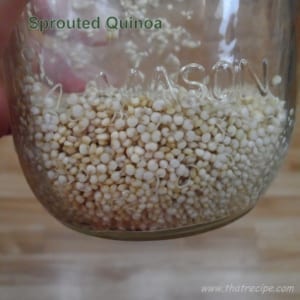 Sprouted Quinoa