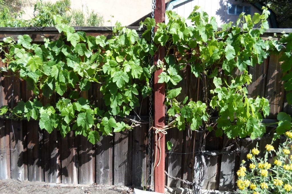 Red Table Grape Plant