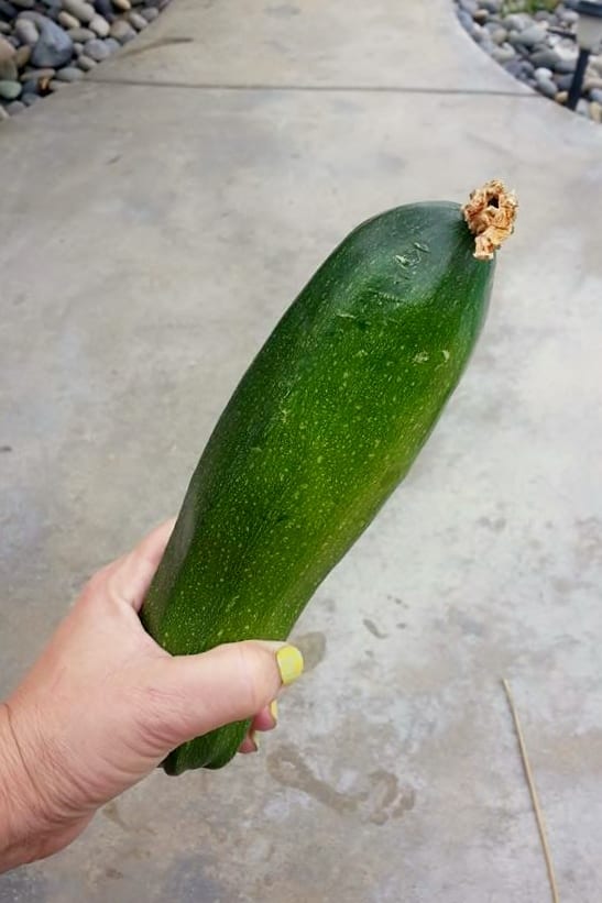 large zucchini