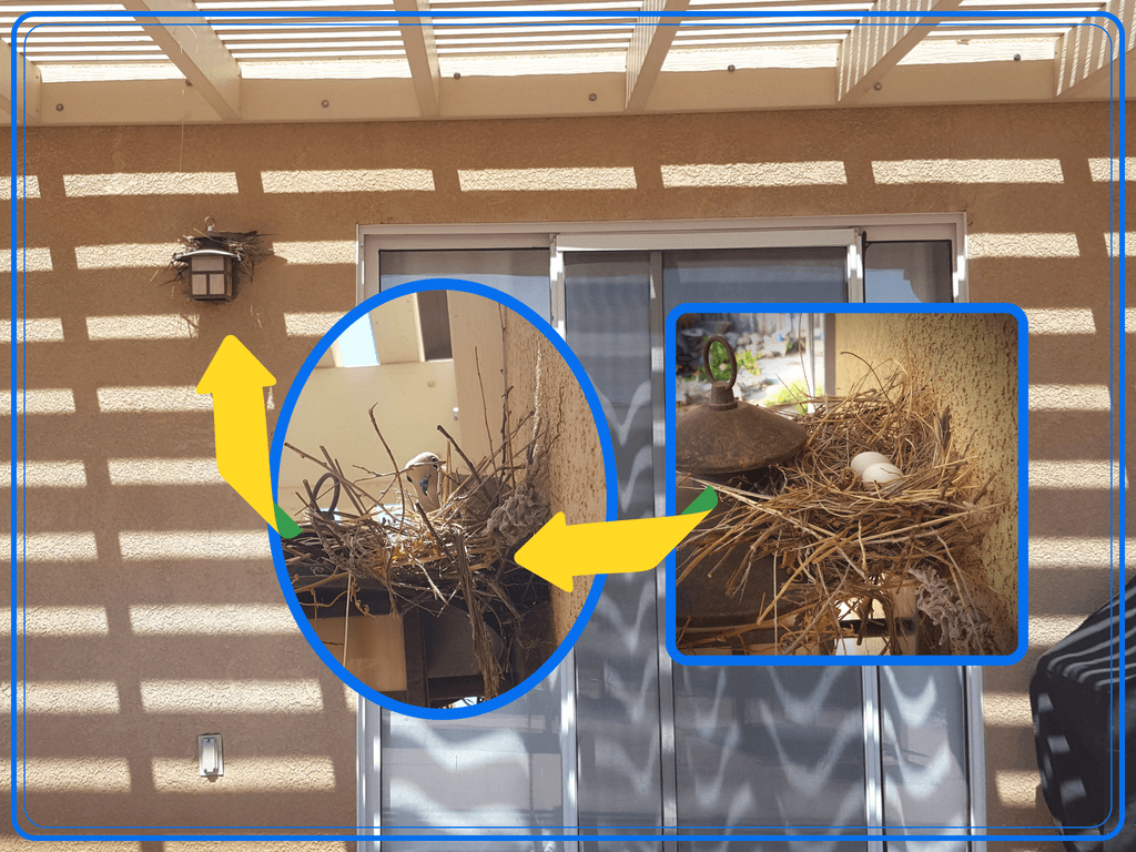 collage of photos of mourning dove in a nest, and mourning dove eggs in a nest