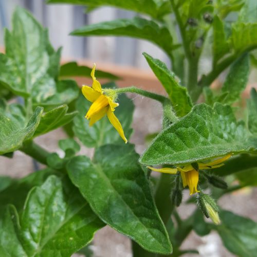 close up of tomato flowers